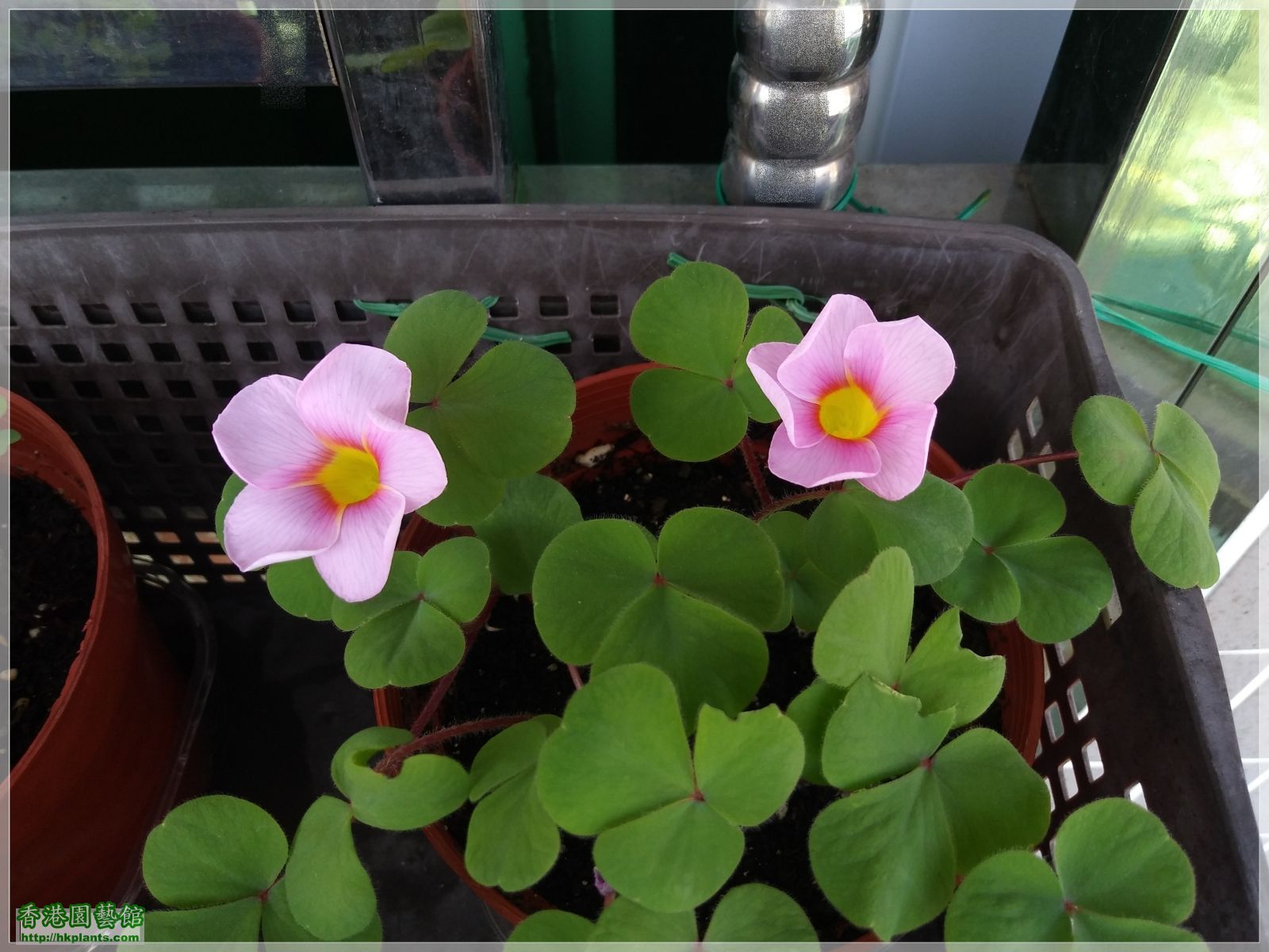 Oxalis Purpurea Uliflora-2019-004.jpg