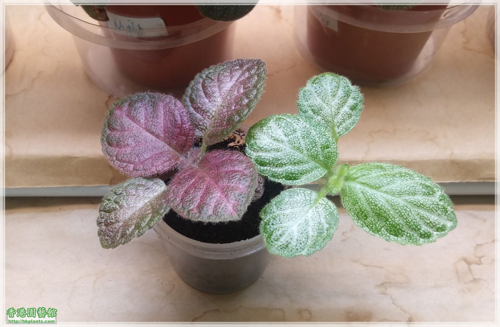 episcia.jpg