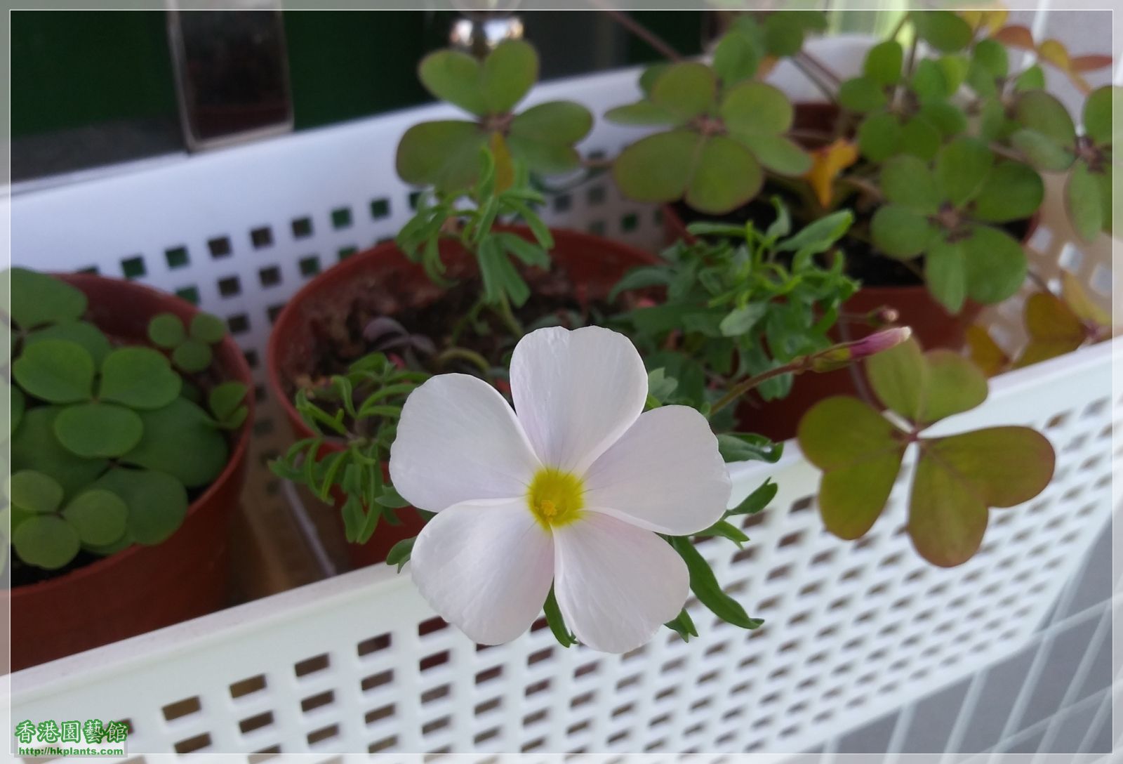 Oxalis  Glabra Pinky White-2019-004.jpg