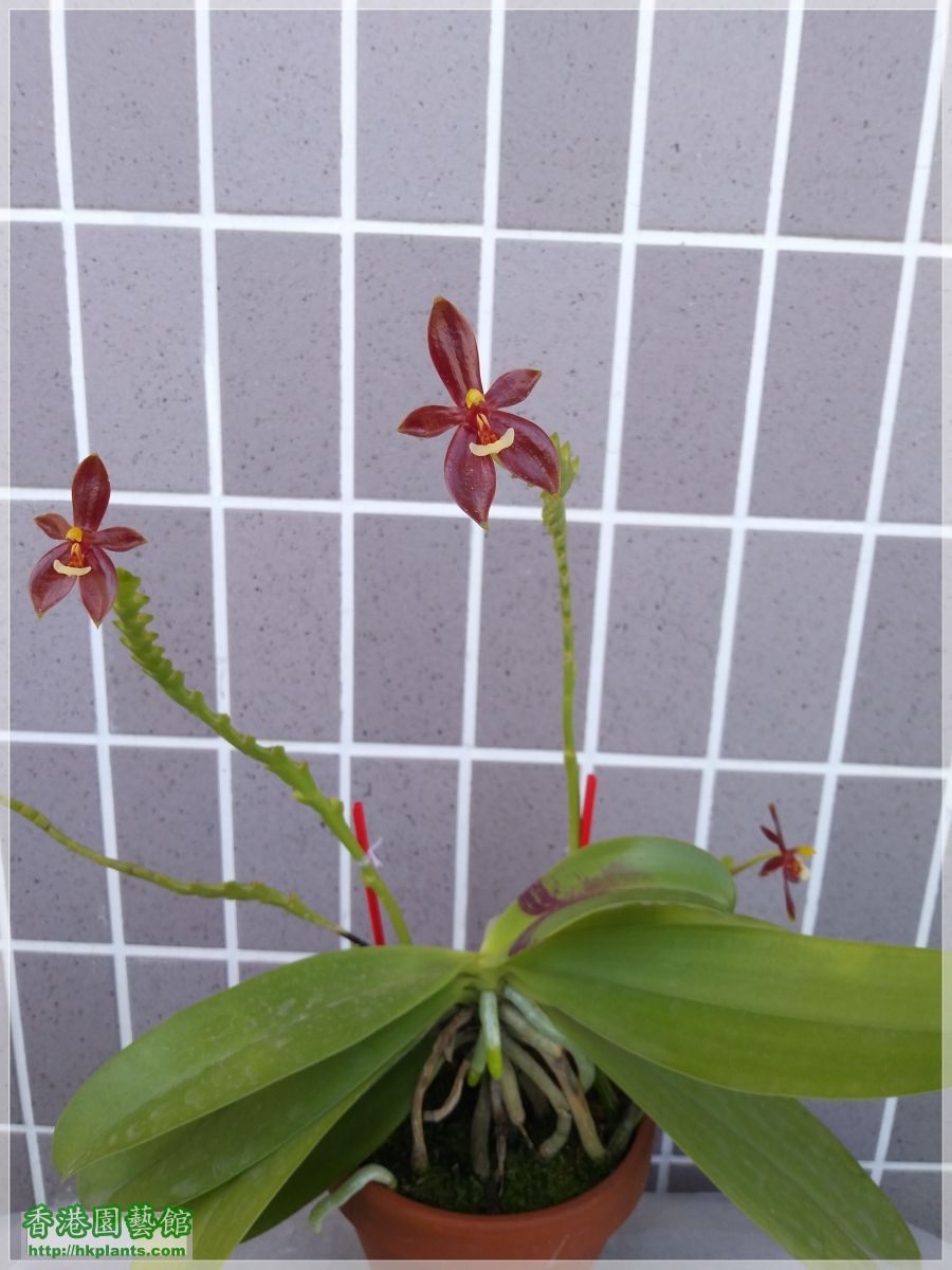 Phalaenopsis cornu-cervi var forma chattaladae 4n-2019-008.jpg