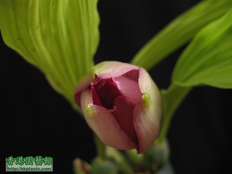 Lycaste Yi-Ying Sakura (10).JPG