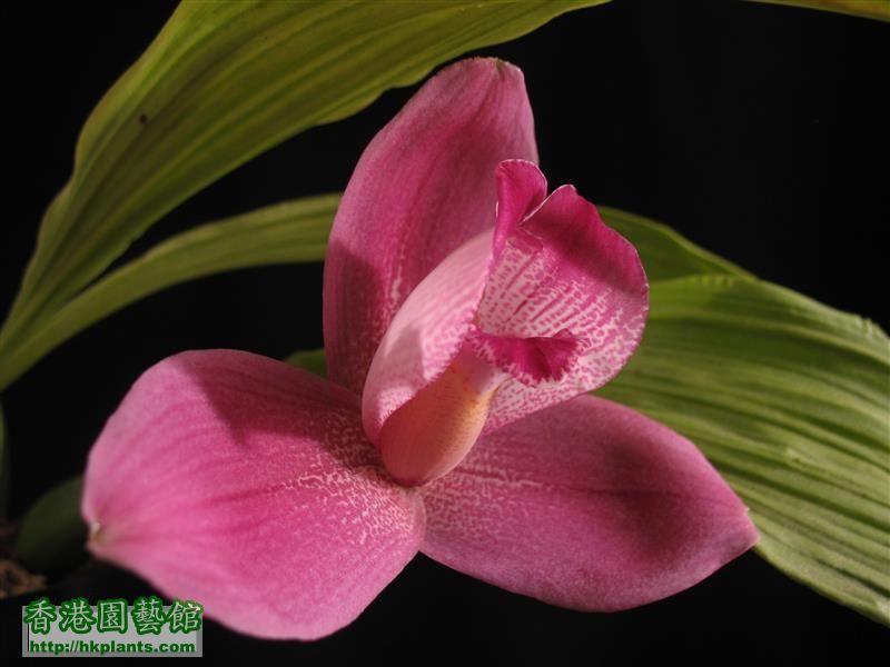 Lycaste Yi-Ying Sakura (28).JPG