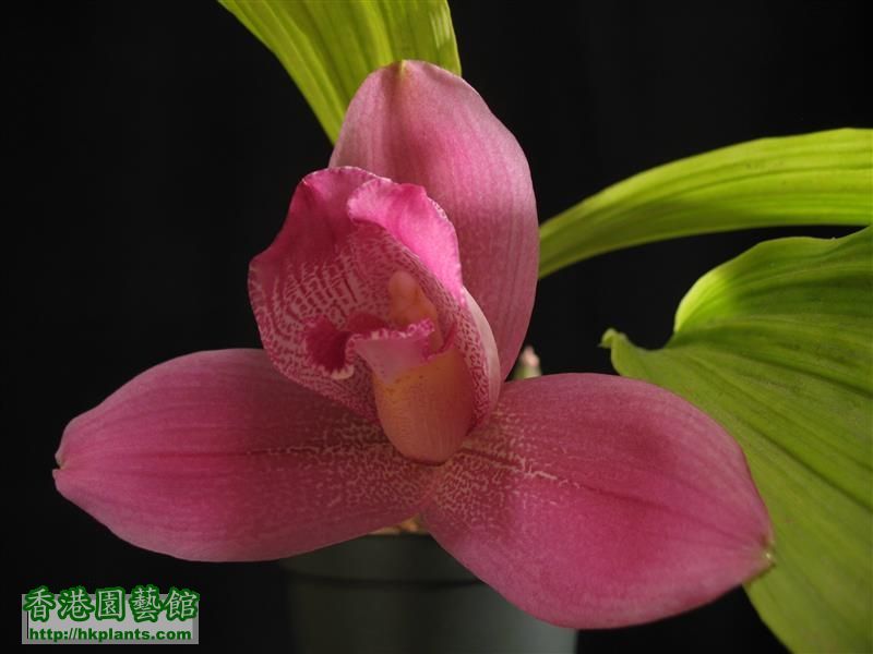 Lycaste Yi-Ying Sakura (29).JPG