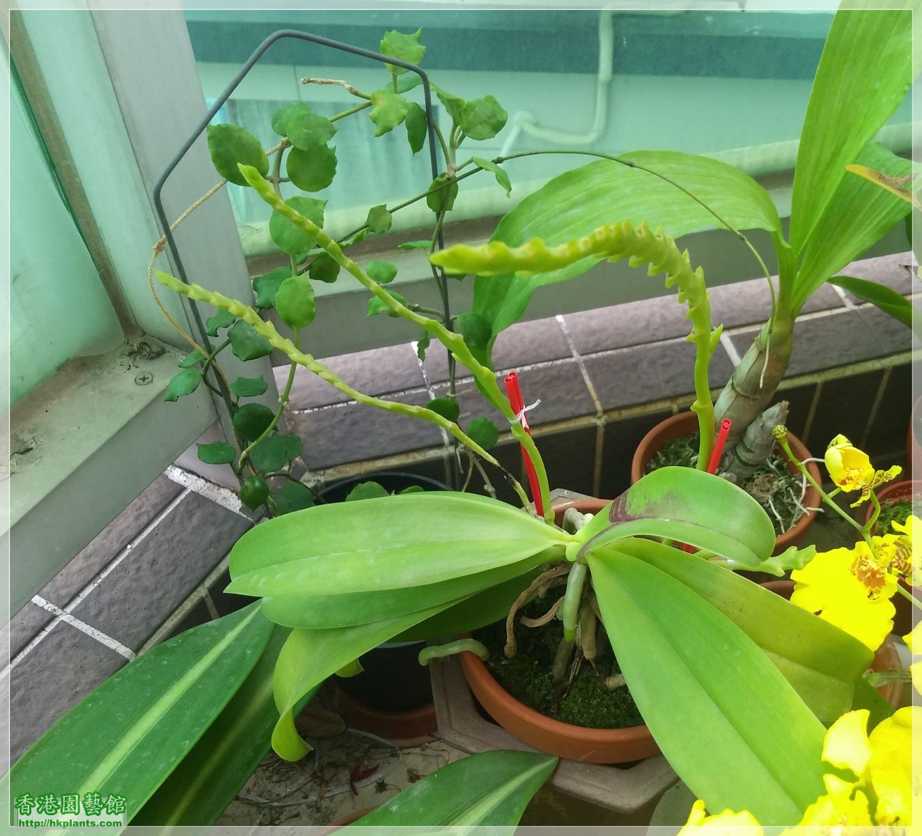 Phalaenopsis cornu-cervi var forma chattaladae 4n-2019-009.jpg