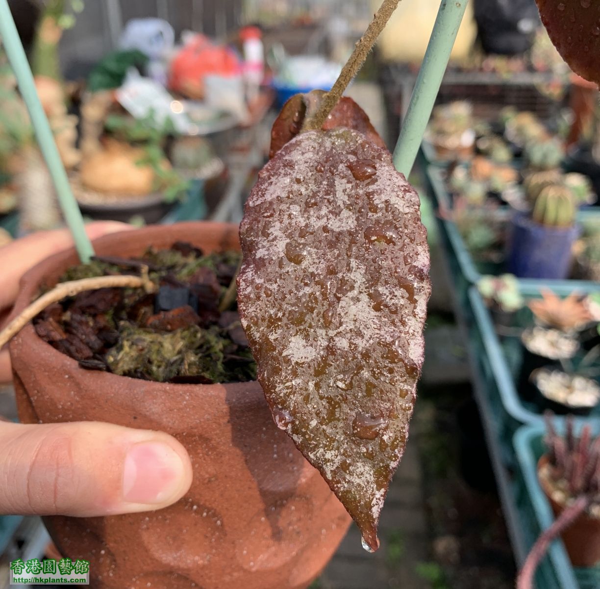 Hoya caudata sumatra 