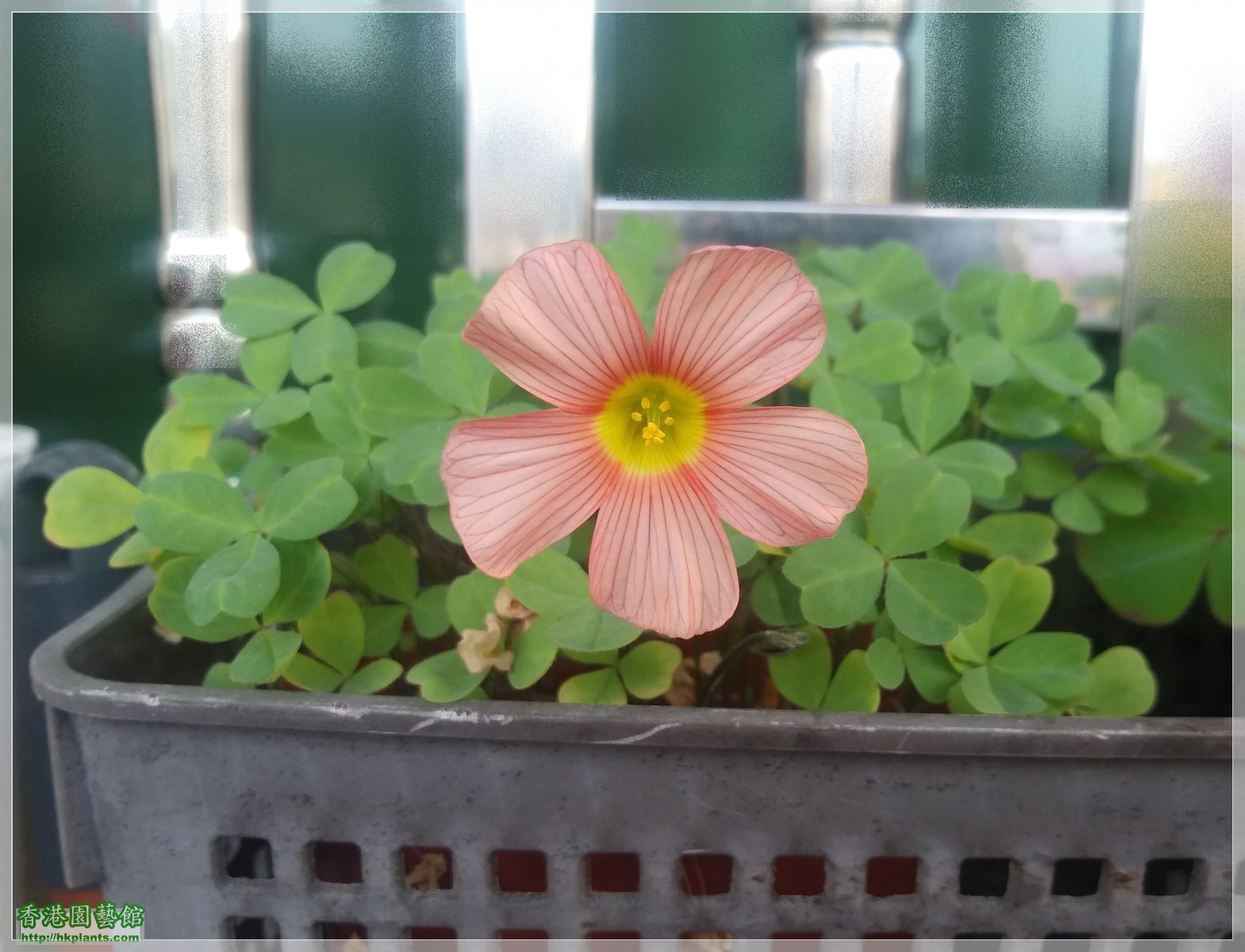 Oxalis Obtusa &#039;Polished Copper&#039;-2019-004.jpg