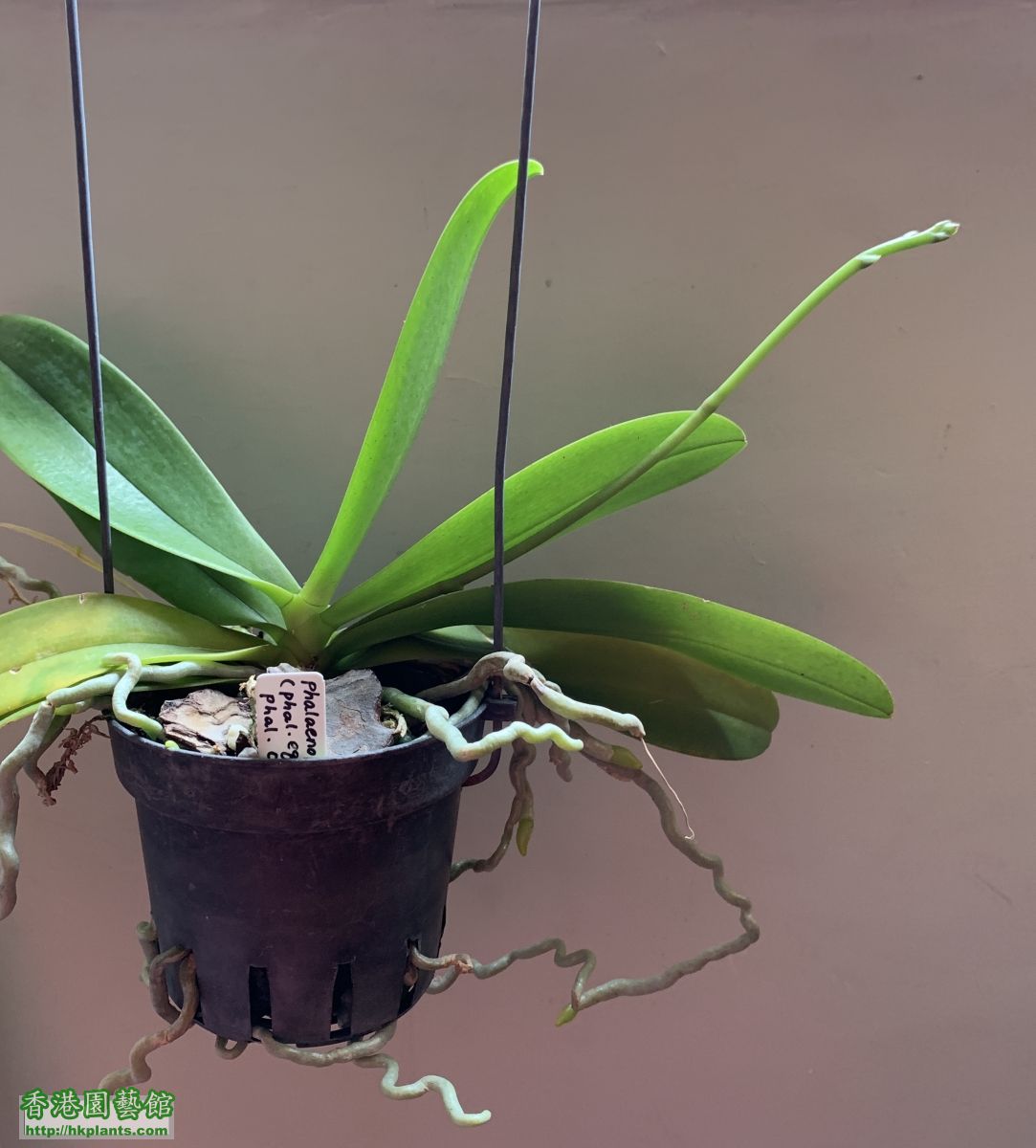 Phal. Cornustris (Phal. equestris x Phal. cornu-ce.. 