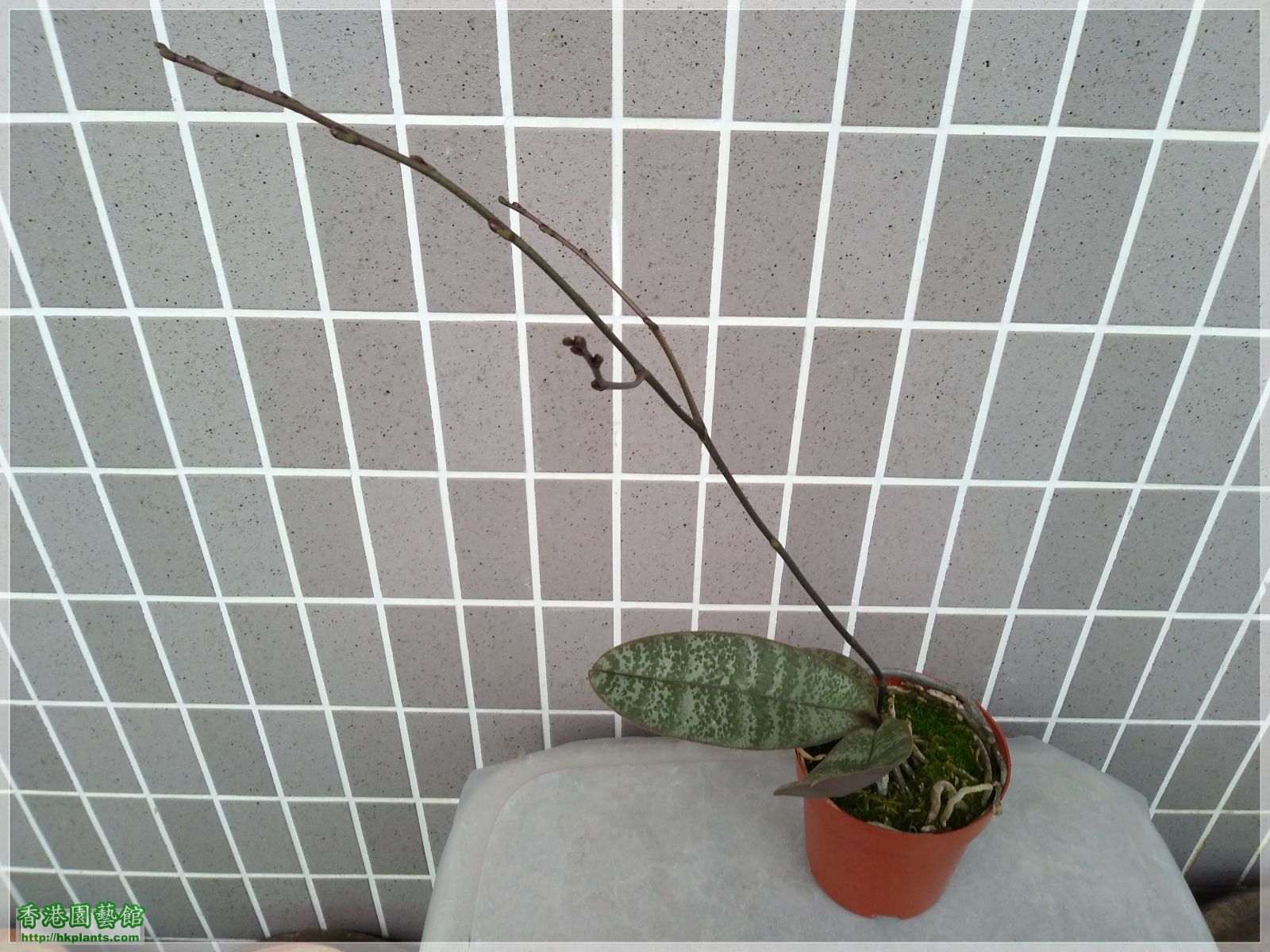 Phalaenopsis schilleriana-2020-003.jpg