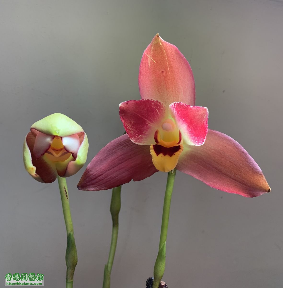 Lycaste Red Jewel "Sweet Baby"