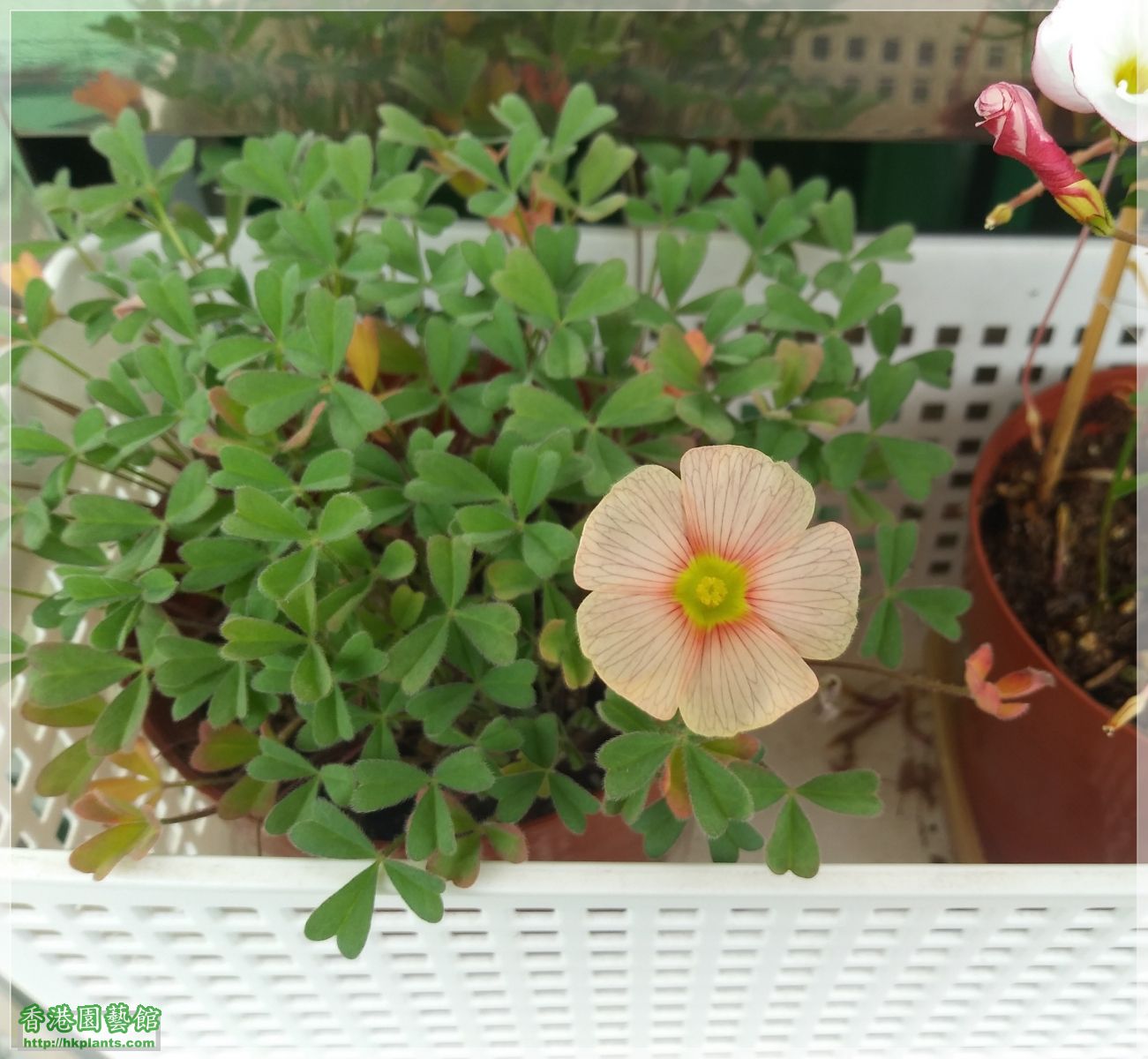 Oxalis Obtusa Cream puff-2019-004.jpg