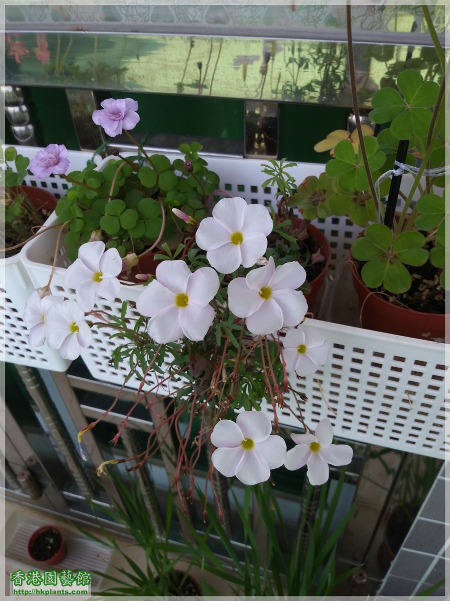 Oxalis  Glabra Pinky White-2019-009.jpg