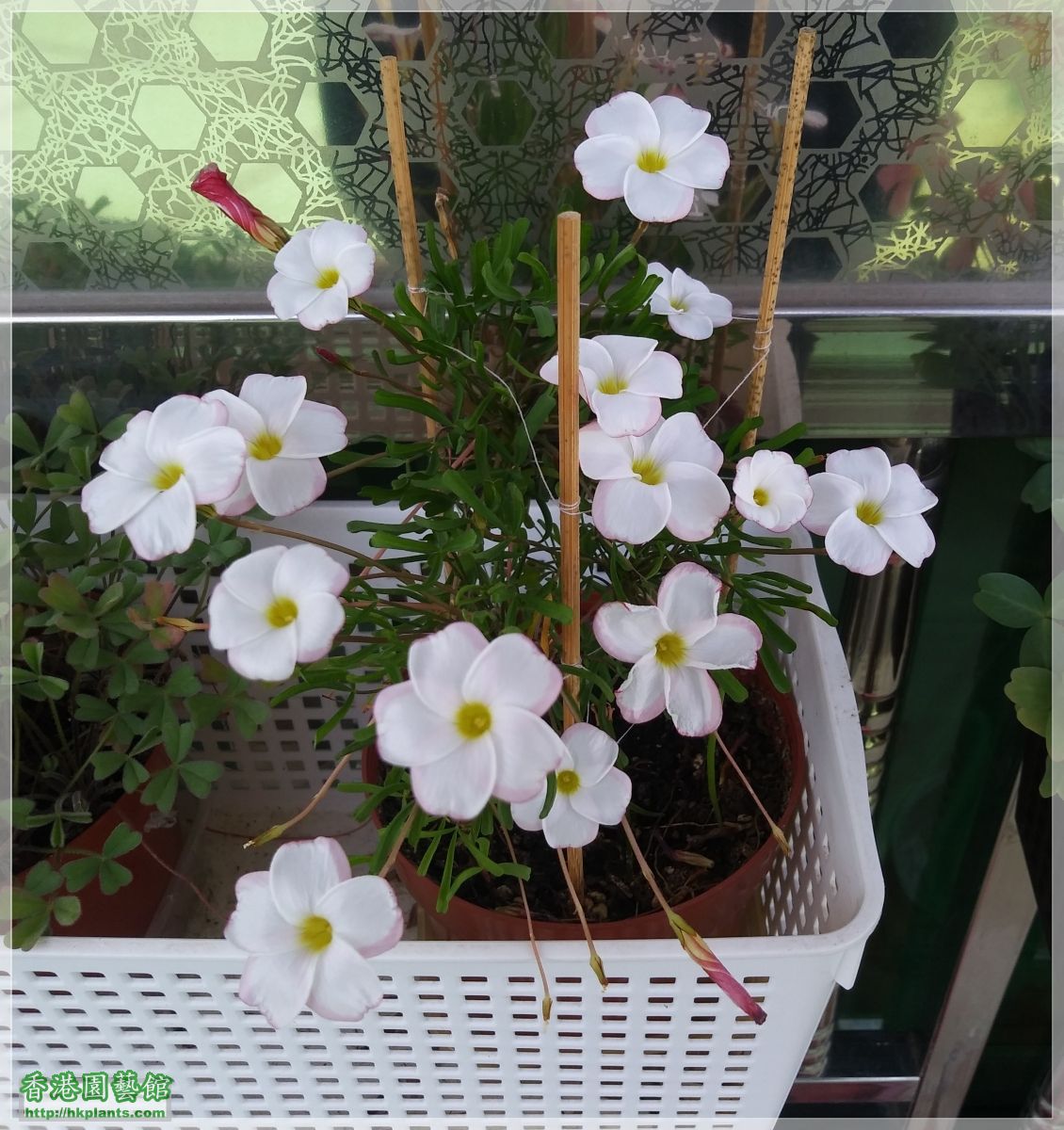 Oxalis Versicolor-2019-011.jpg