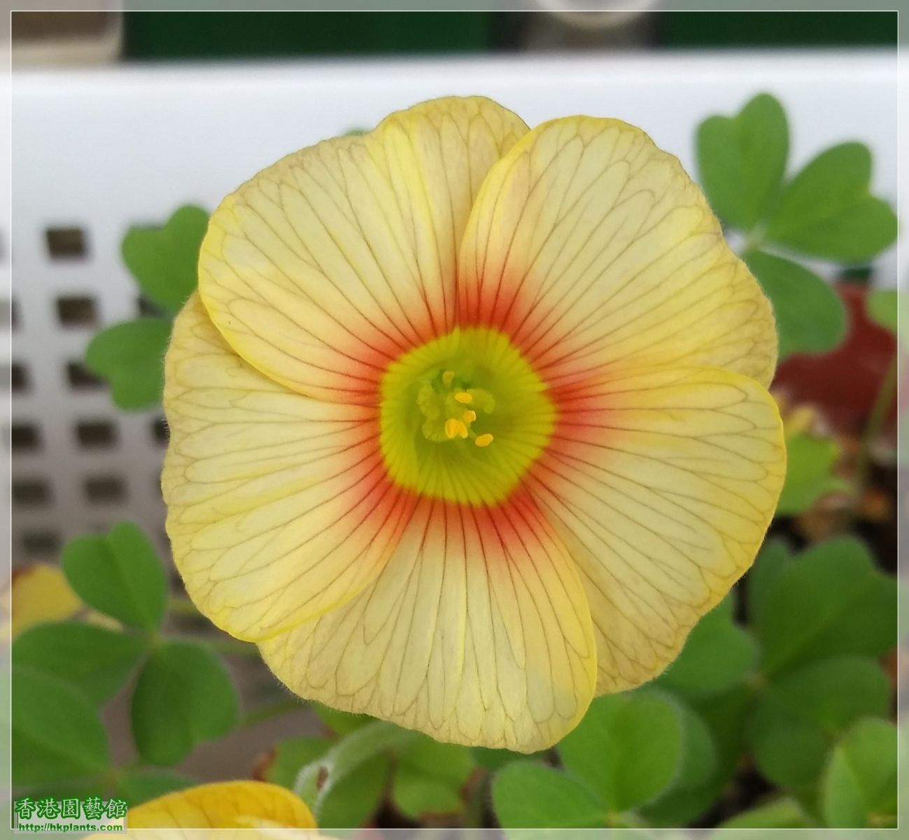 Oxalis Obtusa &#039;Elizabeth&#039;-2019-008.jpg