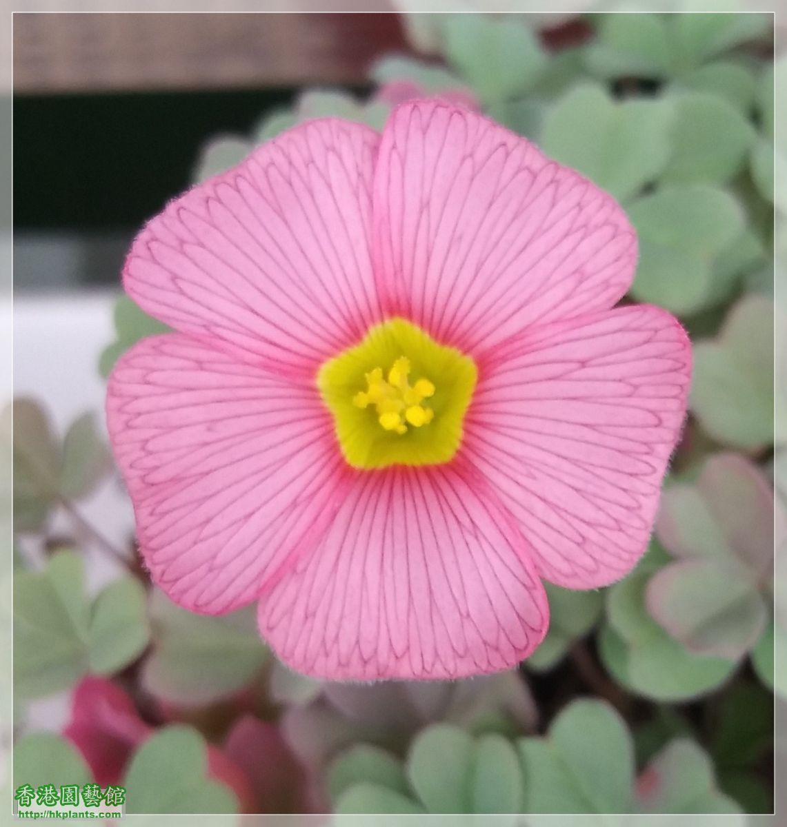 Oxalis Obtusa Rose-2019-005.jpg