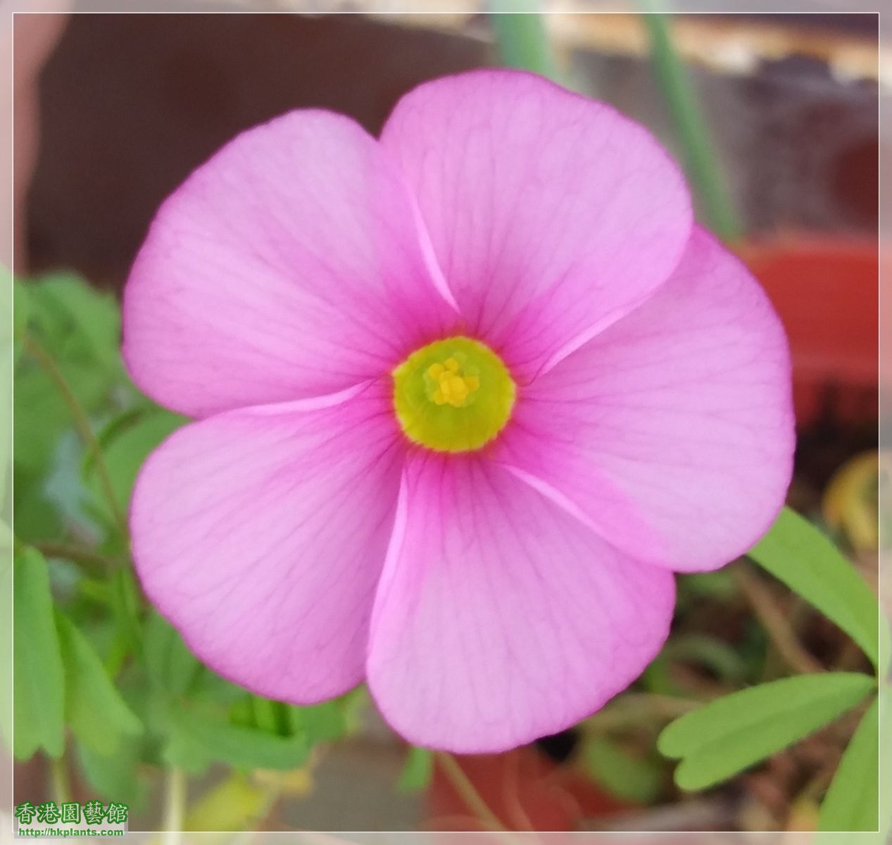 Oxalis Omar-2019-B002.jpg