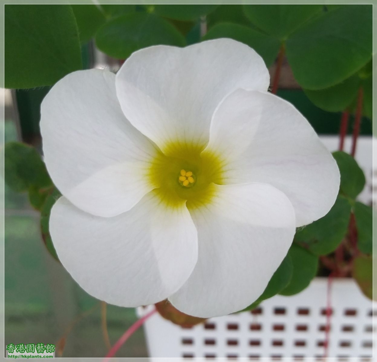 Oxalis Purpurea White-2019-006.jpg