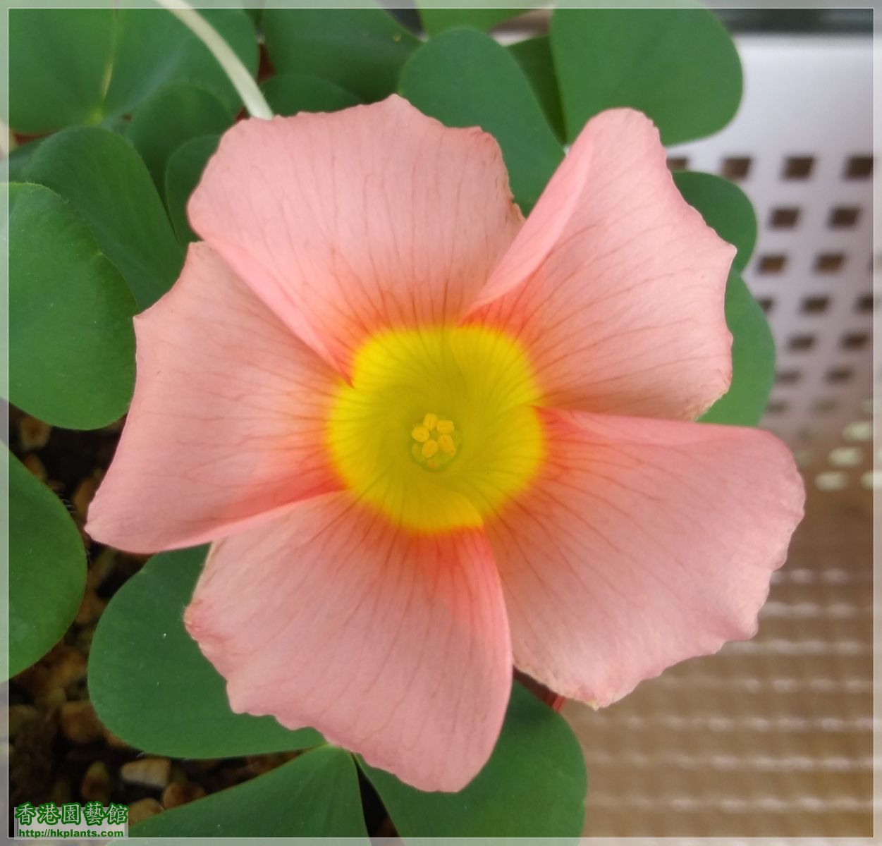 Oxalis Purpurea Salmon-2019-007.jpg