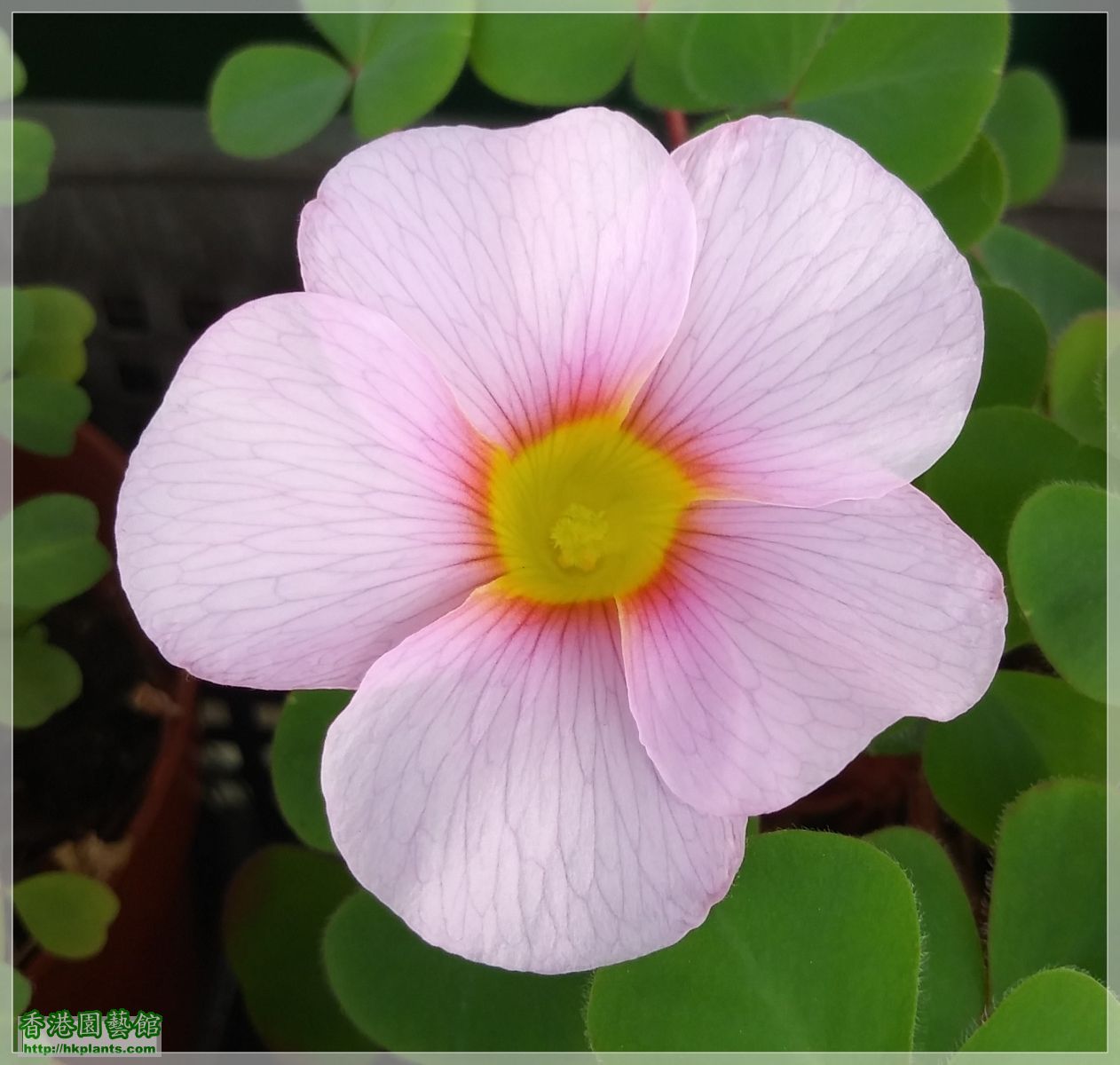 Oxalis Purpurea Uliflora-2019-009.jpg