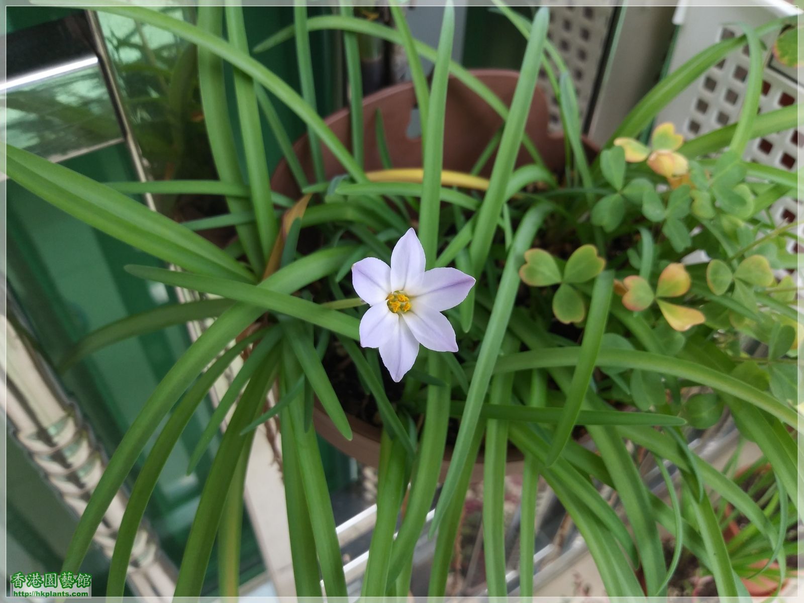 Ipheion Uniflorum Wisley Blue-2019-005.jpg