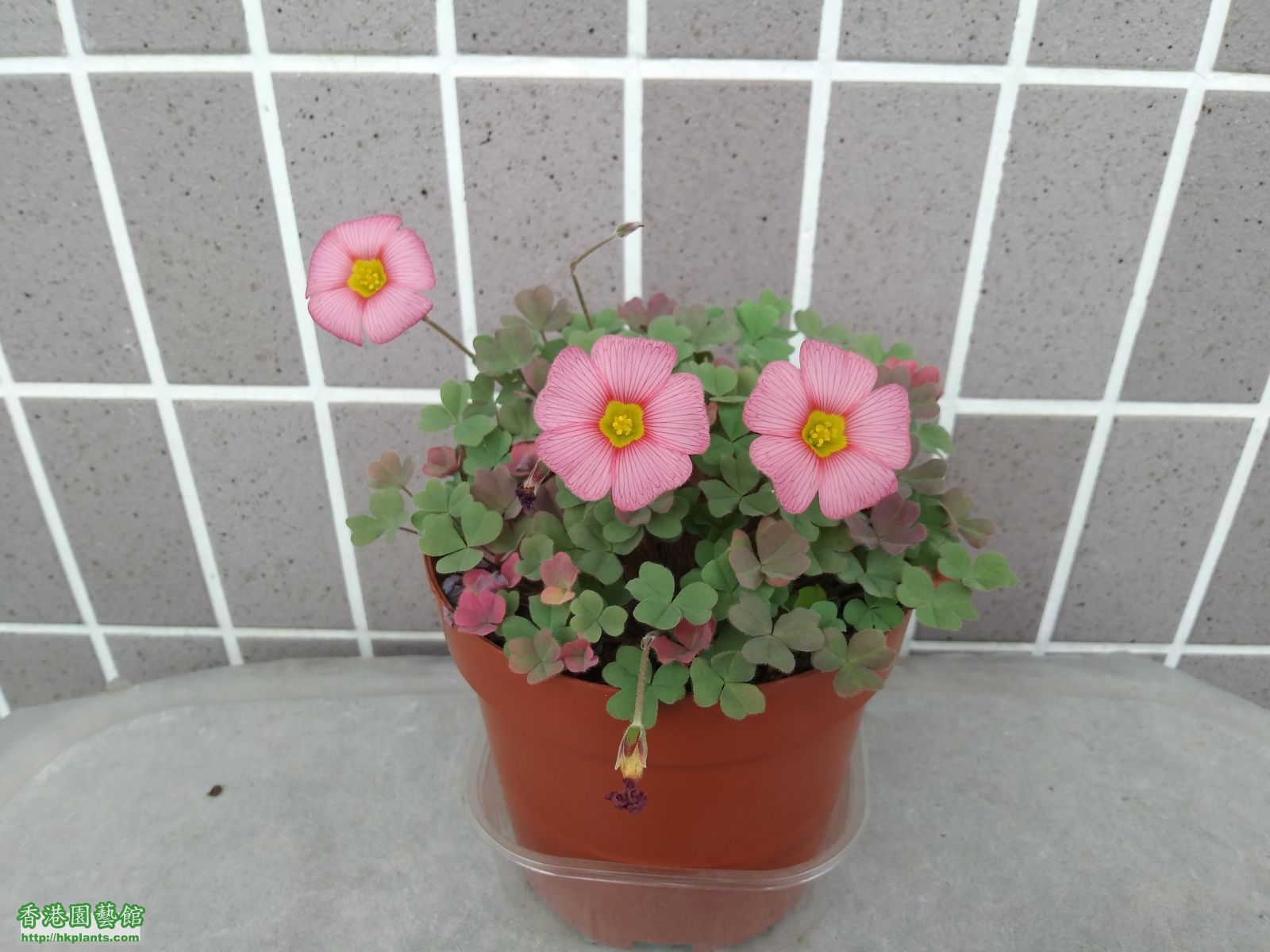 Oxalis Obtusa Rose-2019-006.jpg