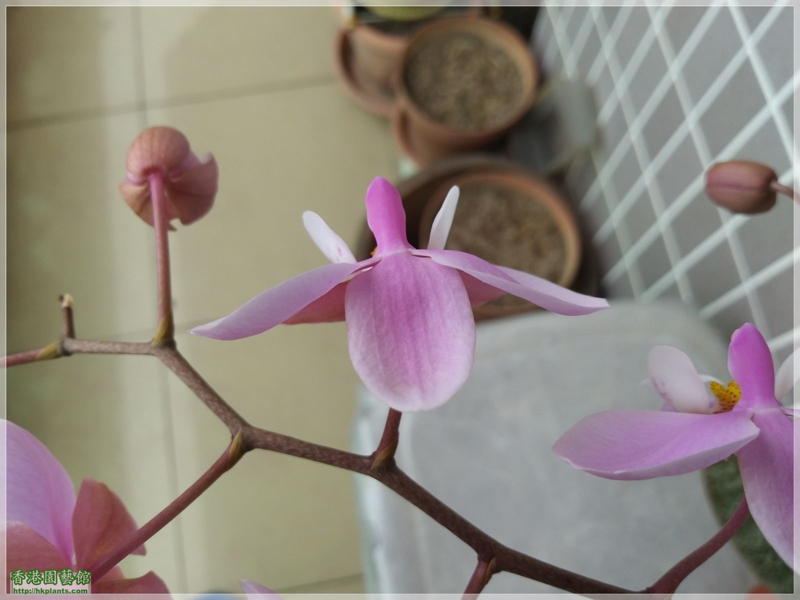 Phalaenopsis schilleriana-2020-005.jpg