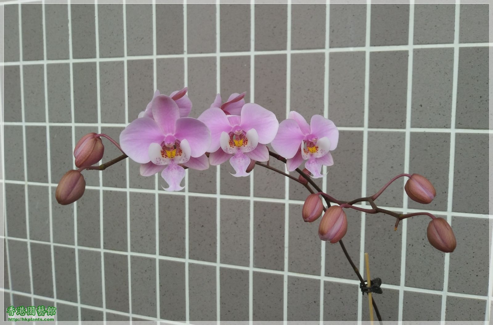 Phalaenopsis schilleriana-2020-004.jpg