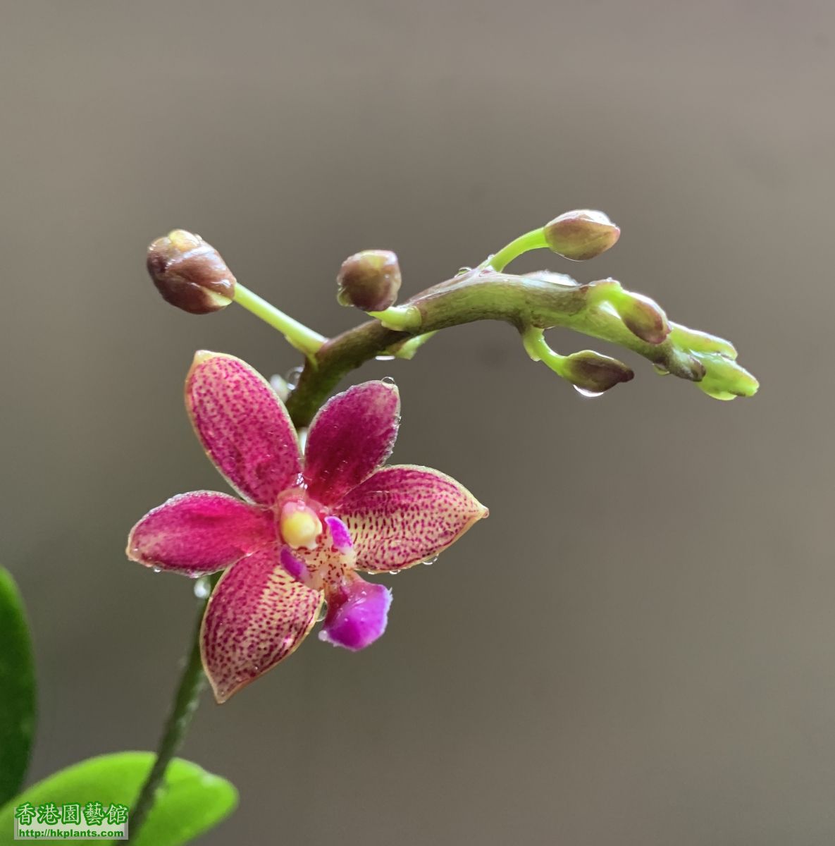 Phal. Cornustris 