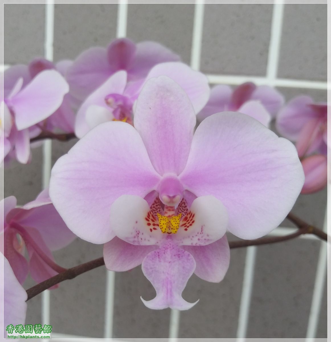 Phalaenopsis schilleriana-2020-006.jpg