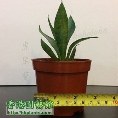 Sansevieria trifasciata 01.jpg