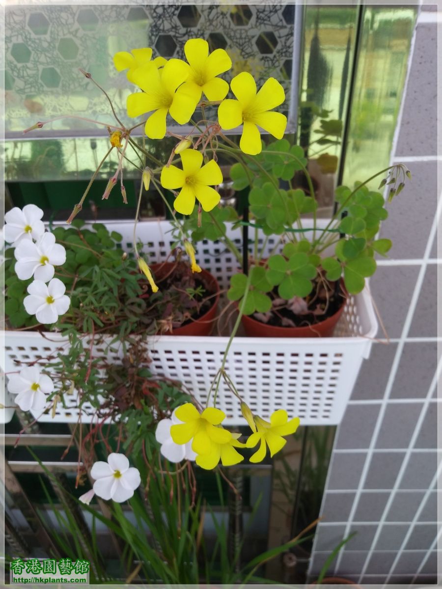 Oxalis Compressa-2019-B011.jpg