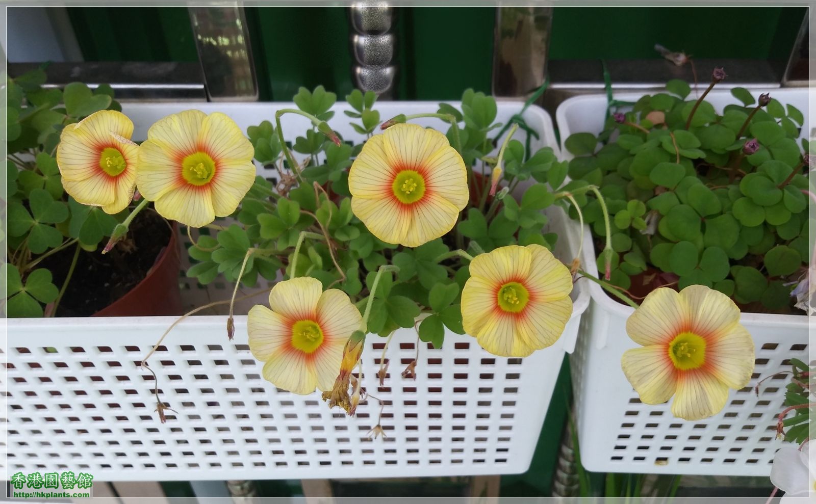 Oxalis Obtusa &#039;Elizabeth&#039;-2019-012.jpg