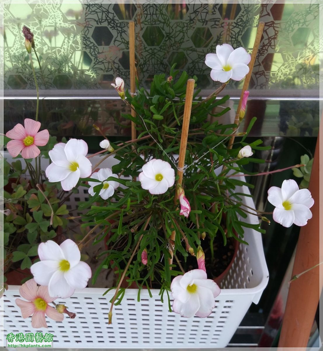 Oxalis Versicolor-2019-013.jpg