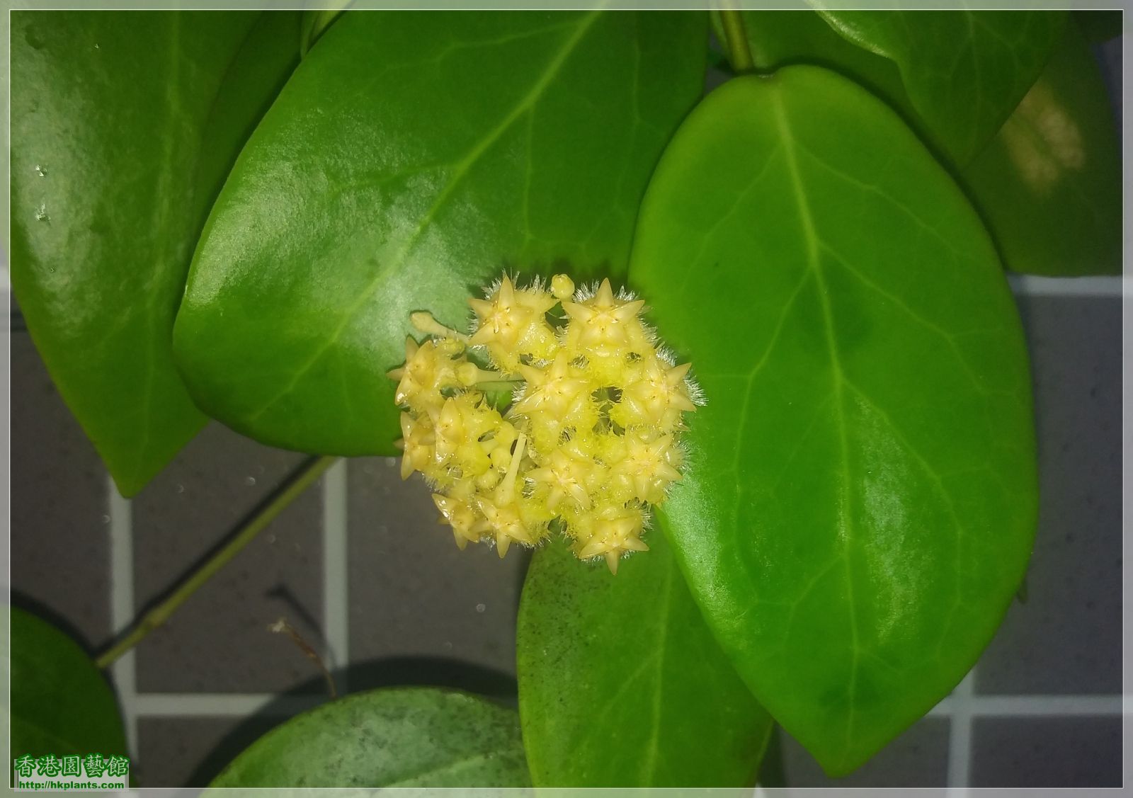 Hoya Mindorensis Yellow Corona-2020-003.jpg