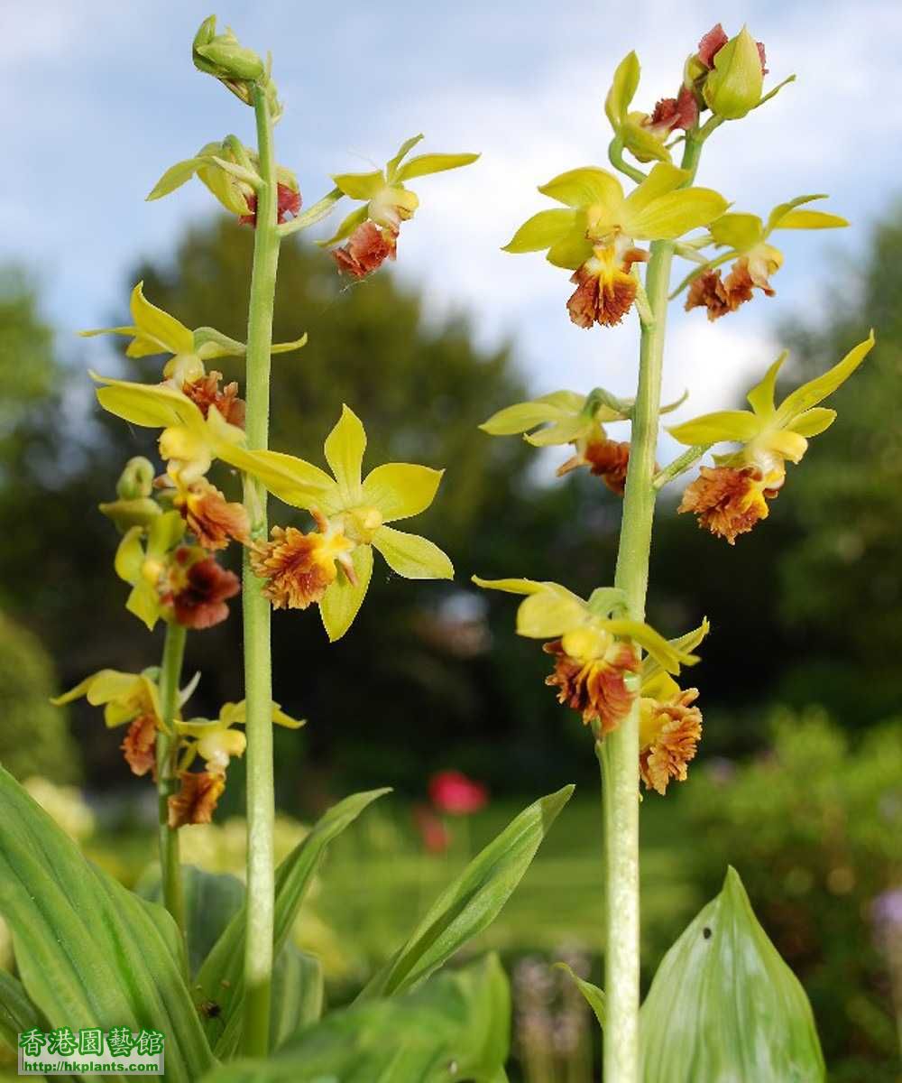 calanthe_tricarinata.jpg