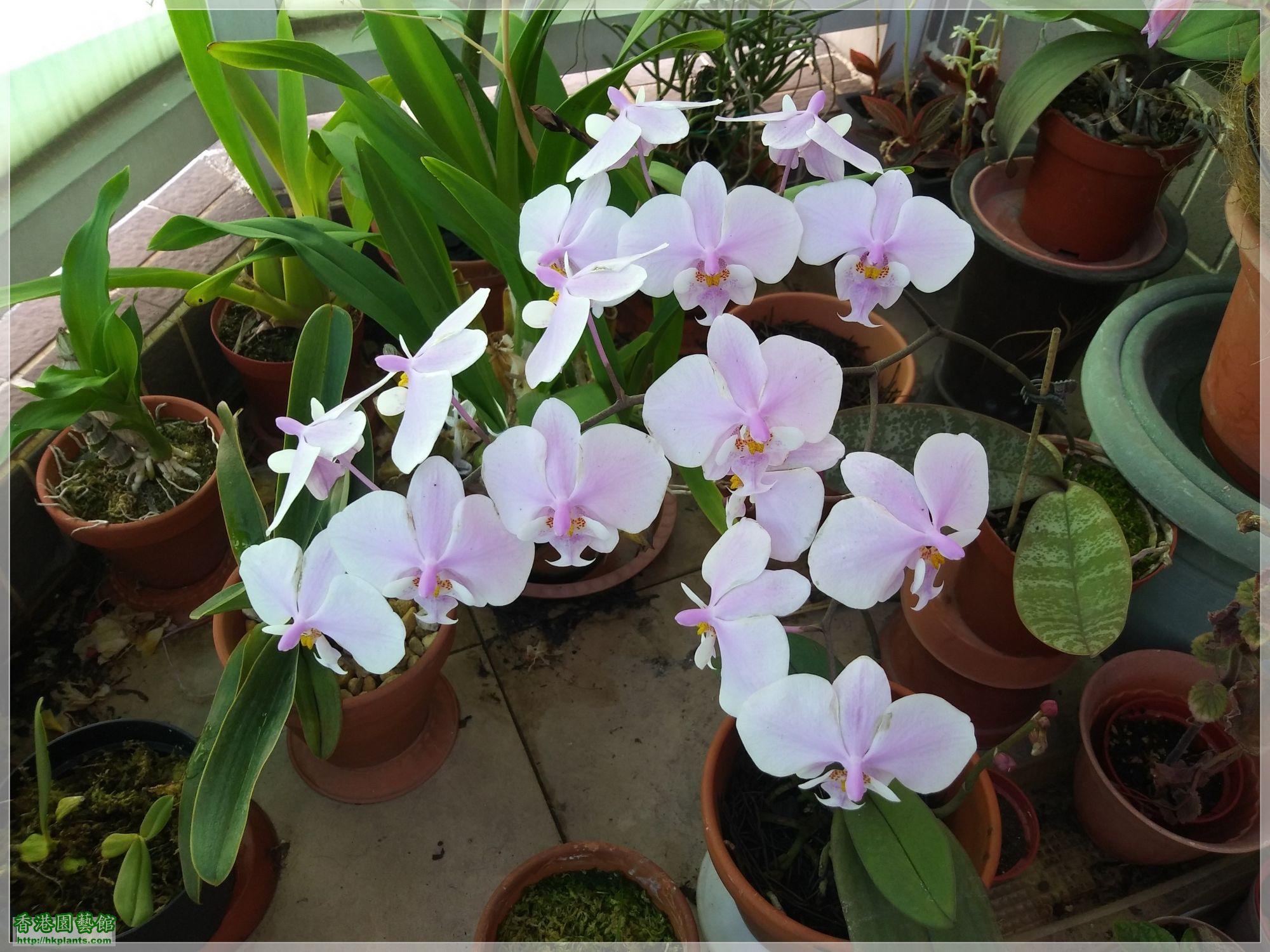 Phalaenopsis schilleriana-2020-016.jpg