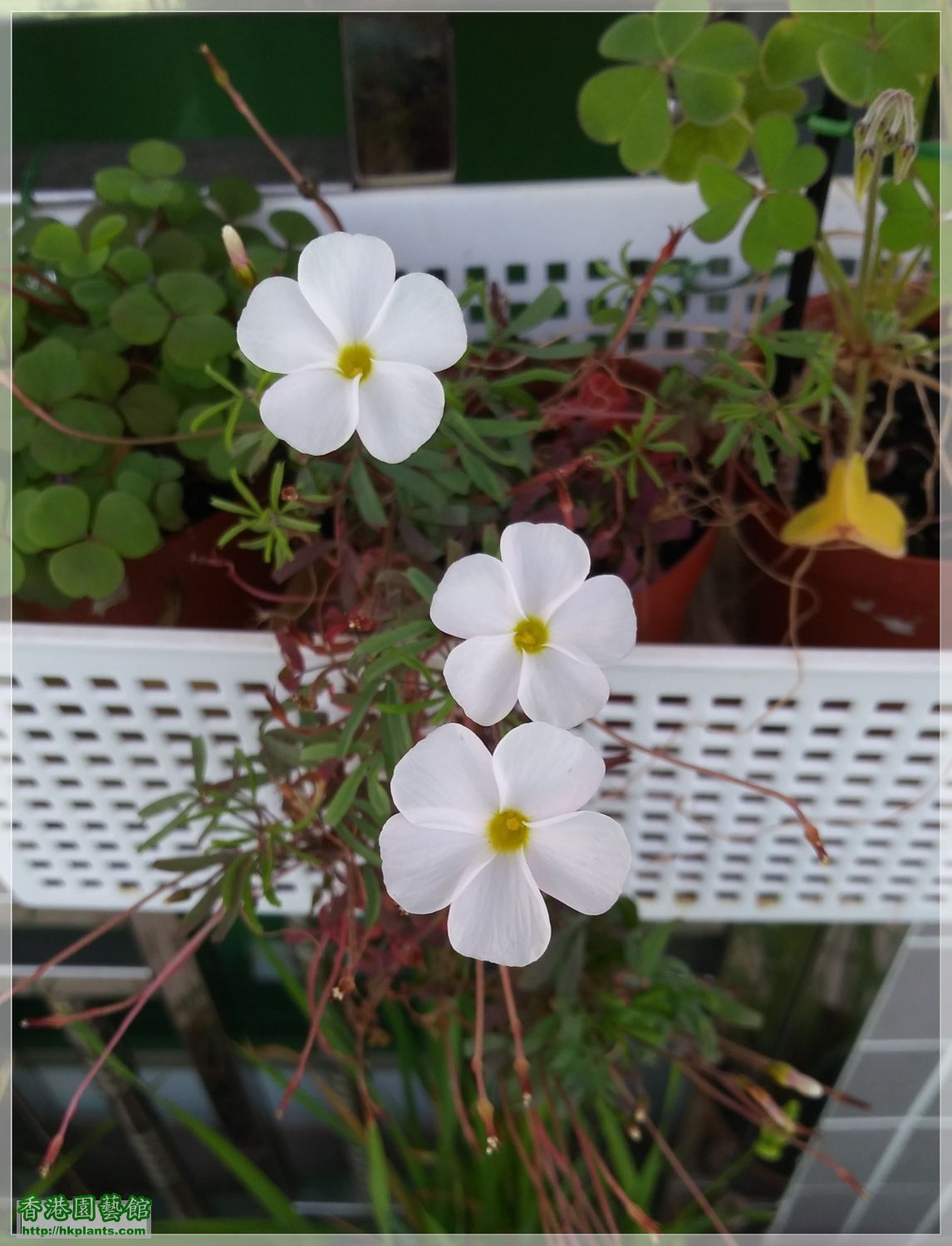 Oxalis  Glabra Pinky White-2019-013.jpg