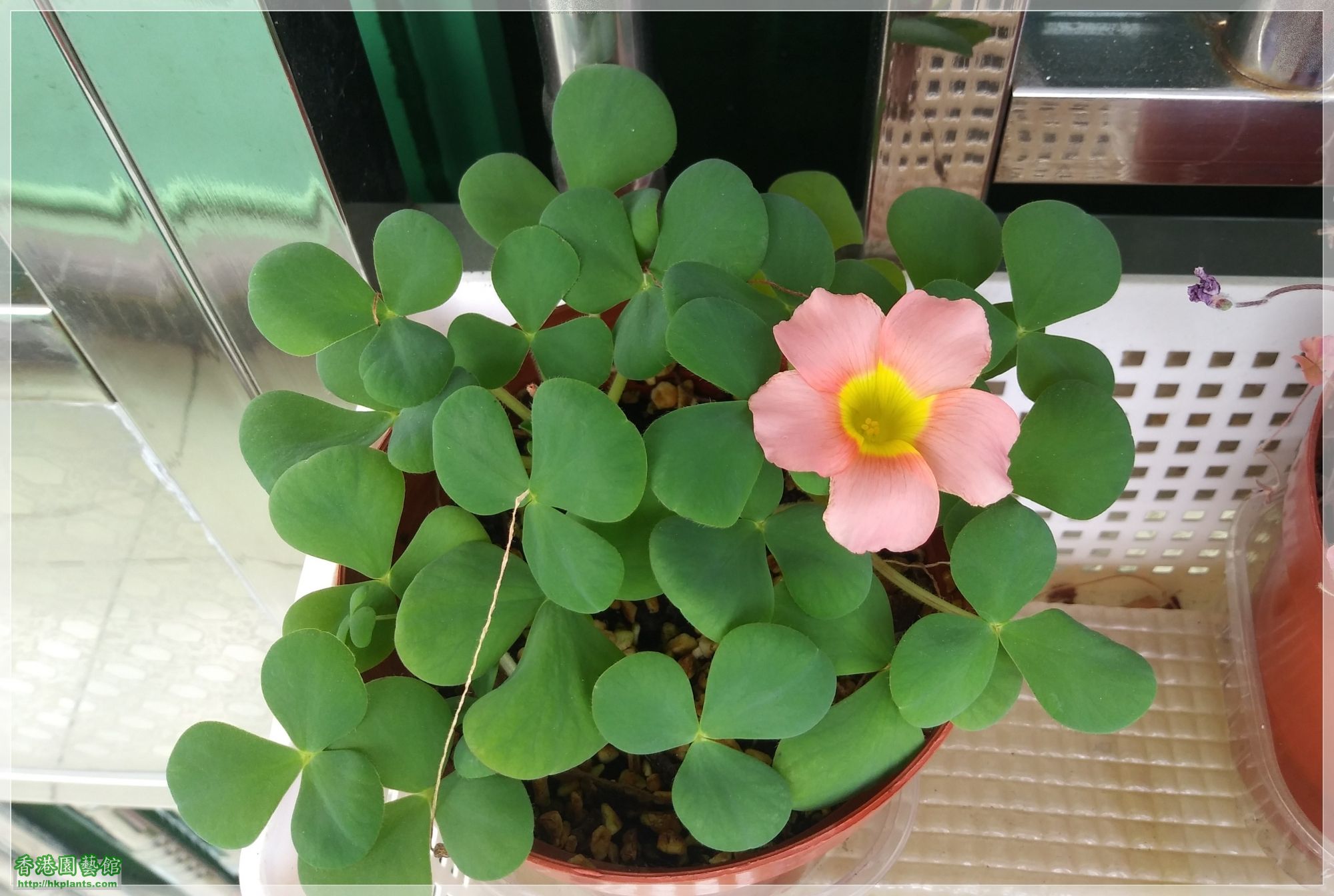 Oxalis Purpurea Salmon-2019-009.jpg