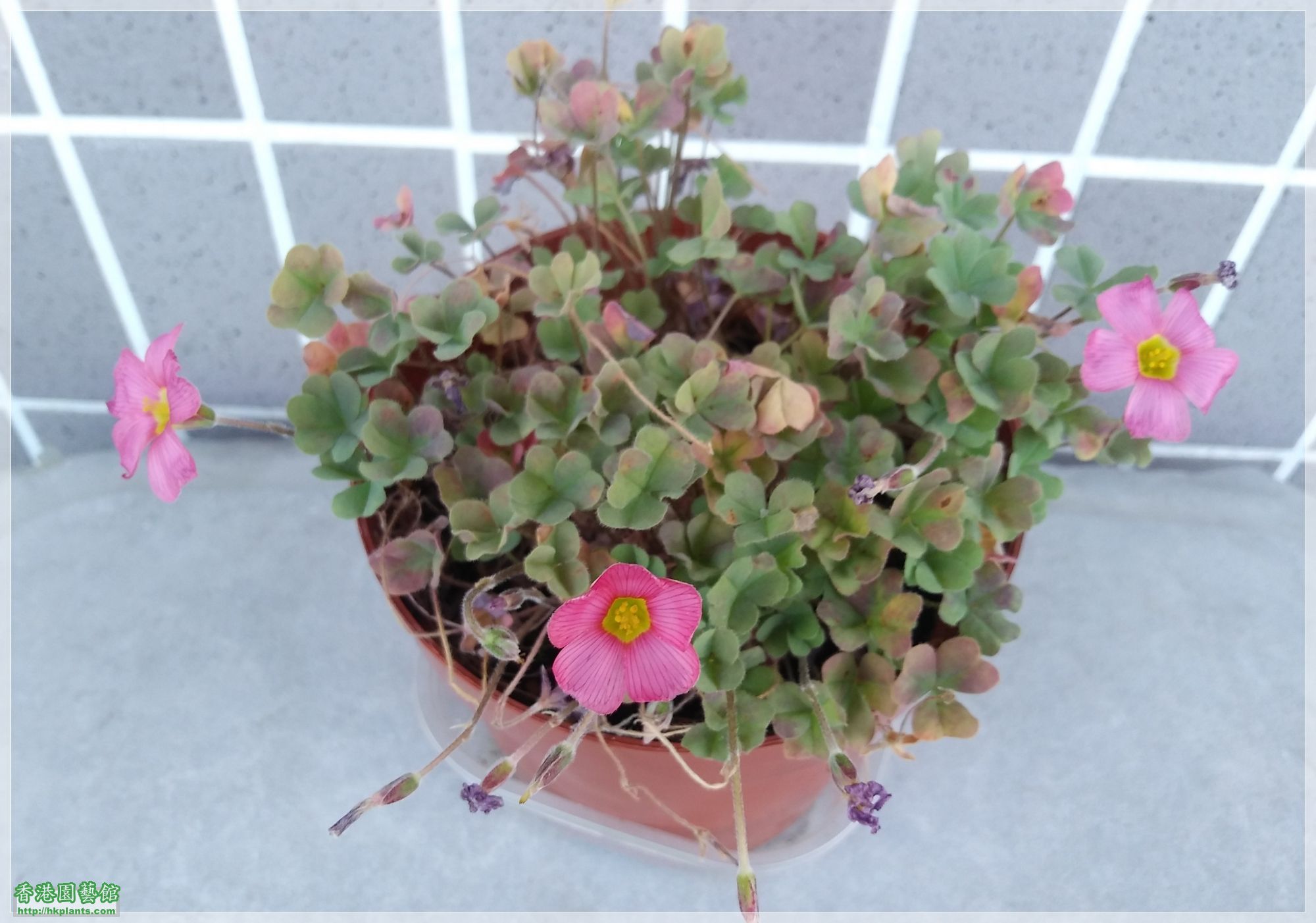 Oxalis Obtusa Rose-2019-012.jpg