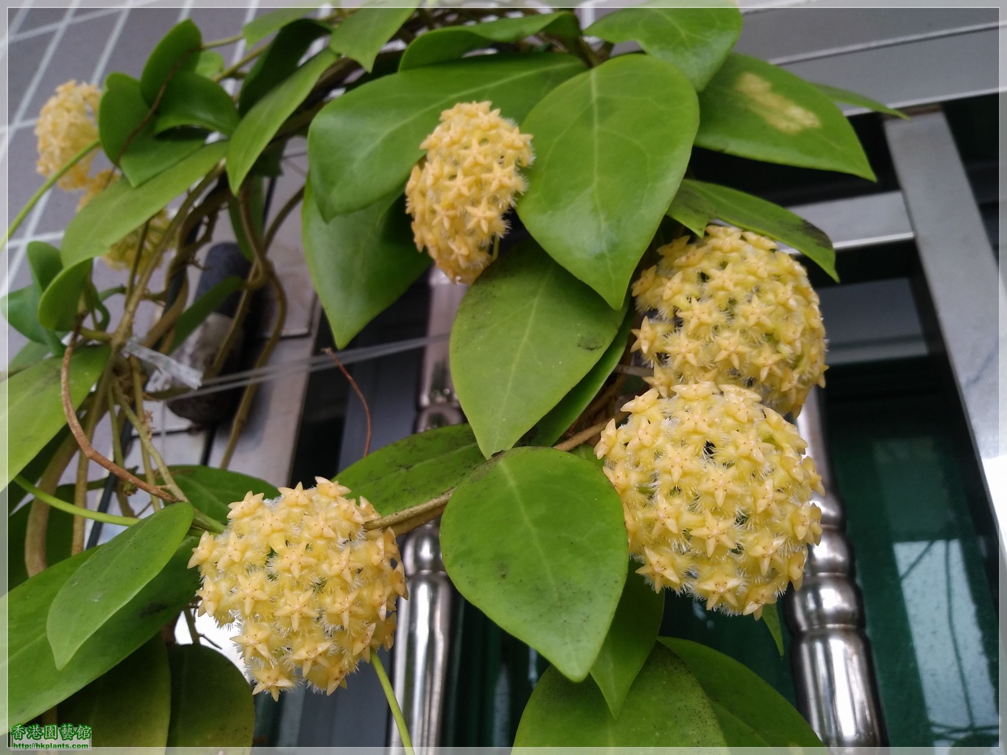 Hoya Mindorensis Yellow Corona-2020-009.jpg