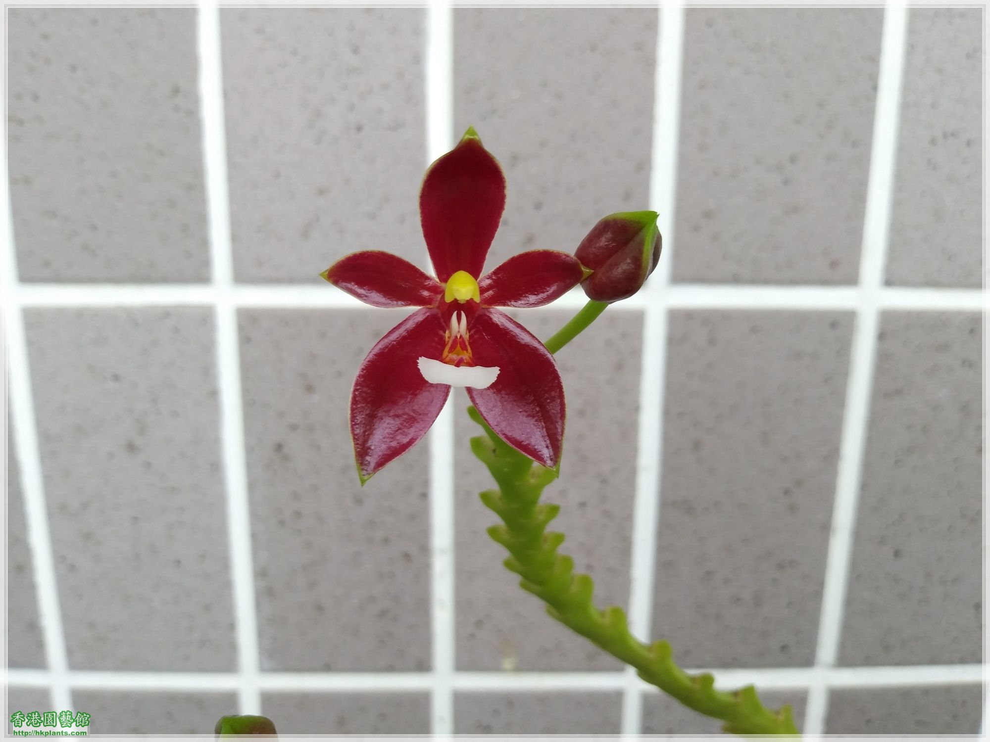 Phalaenopsis cornu-cervi var forma chattaladae 4n-2019-011.jpg