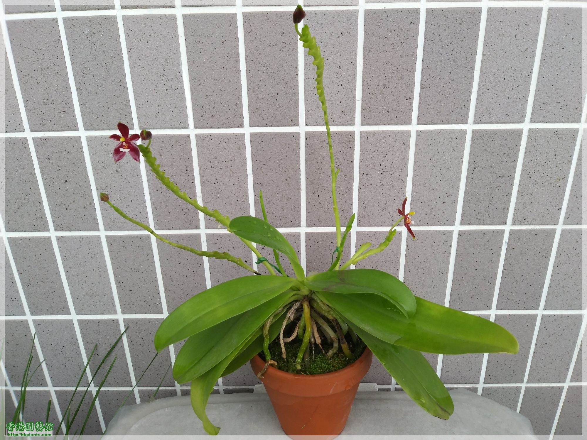 Phalaenopsis cornu-cervi var forma chattaladae 4n-2019-012.jpg
