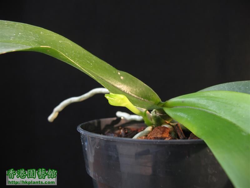 Phalaenopsis mannii (2).JPG