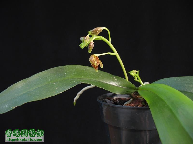 Phalaenopsis mannii (4).JPG