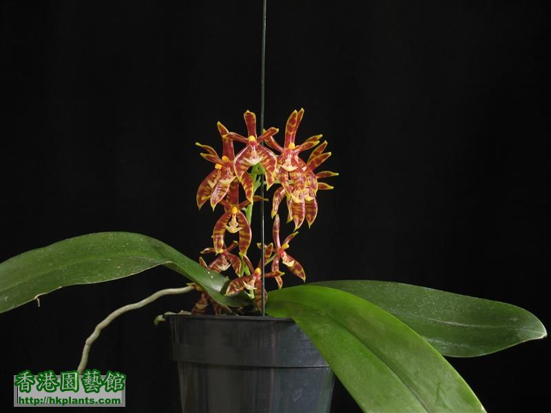 Phalaenopsis mannii (34).JPG