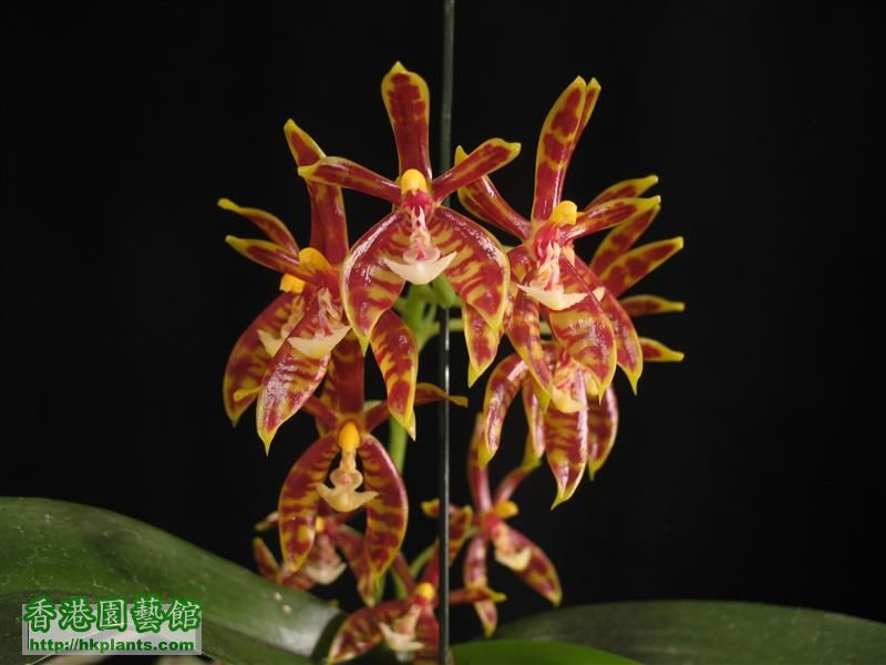 Phalaenopsis mannii (35).JPG
