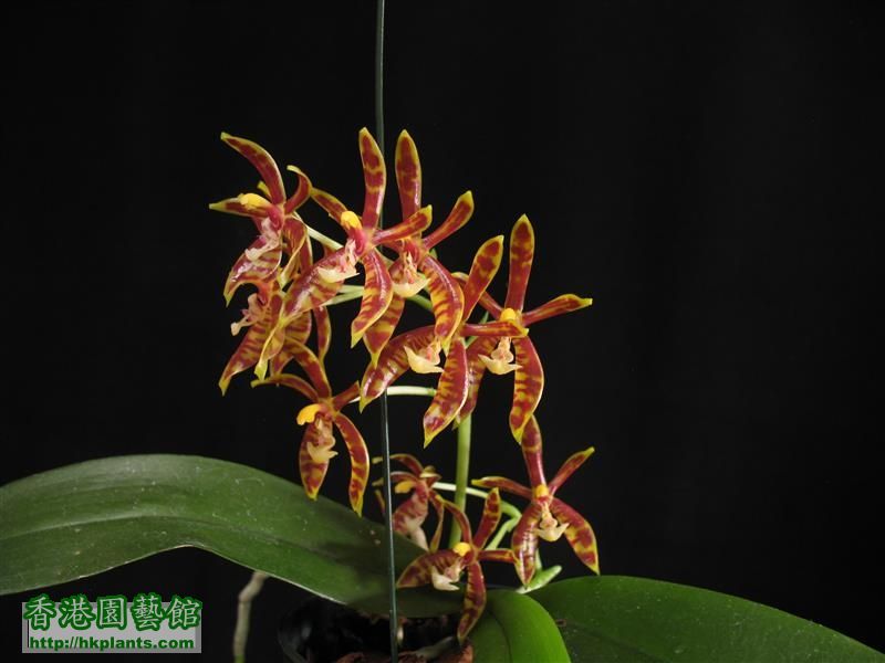 Phalaenopsis mannii (36).JPG