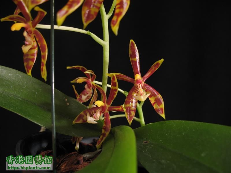 Phalaenopsis mannii (37).JPG