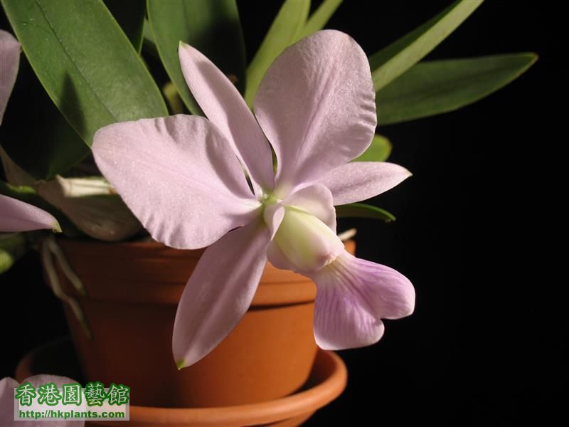 C. walkeriana var coerulea &#039;Manhattan Blue&#039; (24).JPG