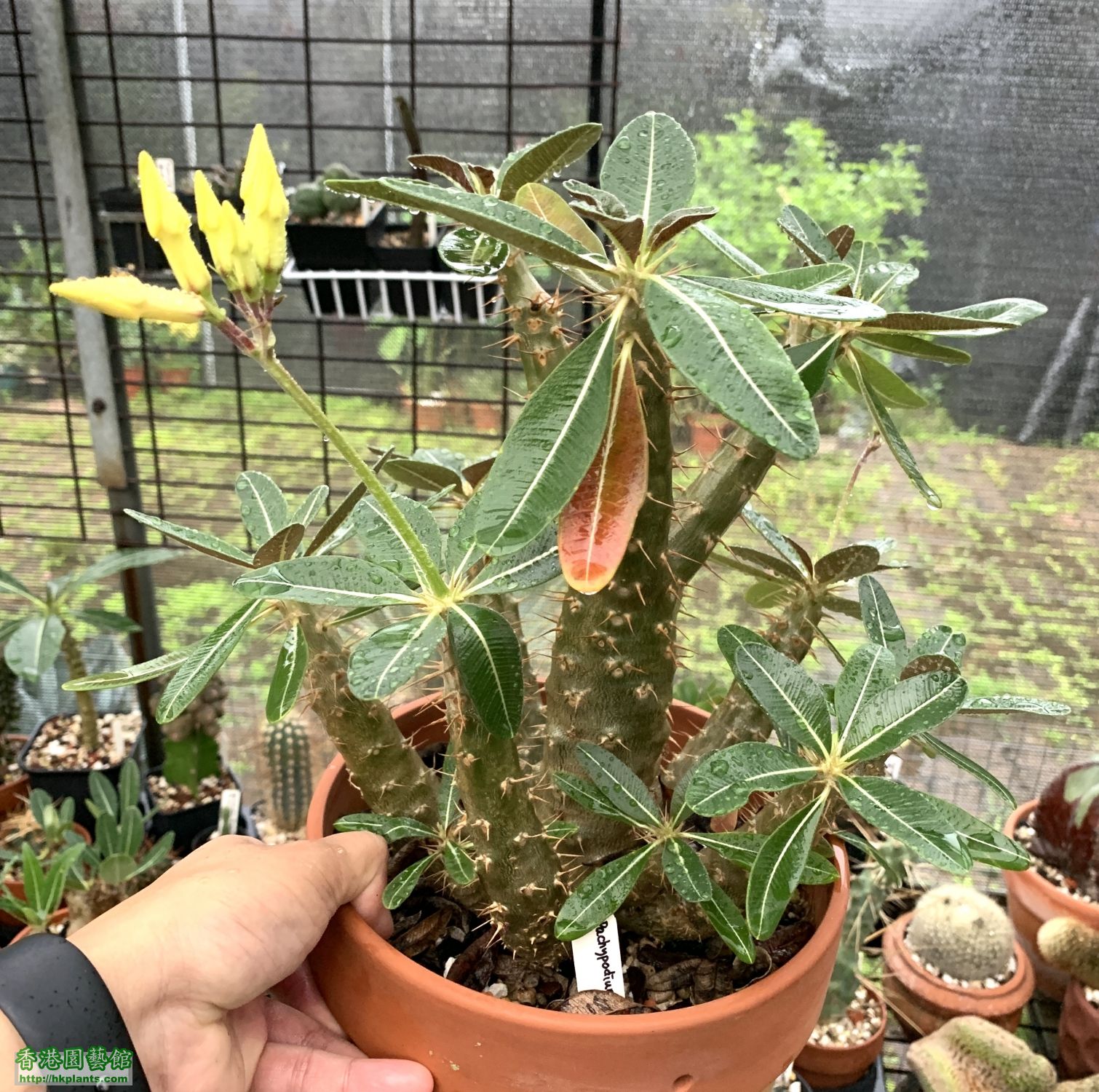 Pachypodium Cactipes