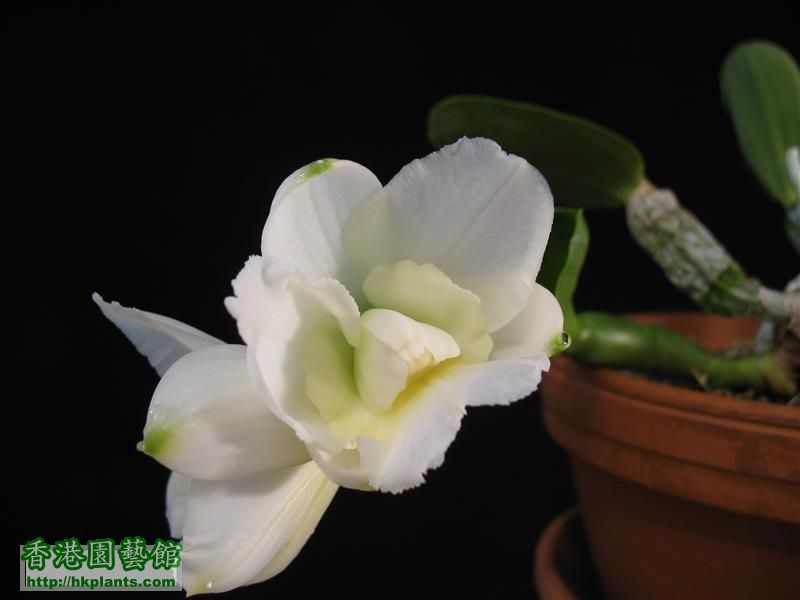 C. walkeriana var alba 4N (17).JPG